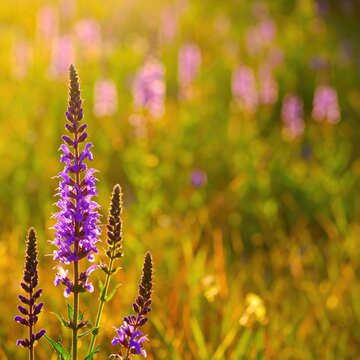 A vibrant field of purple wildflowers basks in the warm glow of sunlight.