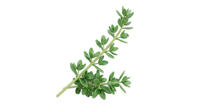 Fresh sprigs of thyme against a plain background