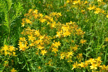 Obraz premium St. John's Wort Flowers in a Sunny Field close up