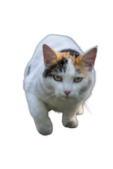 Fototapeta premium Calico cat walking towards viewer with green eyes