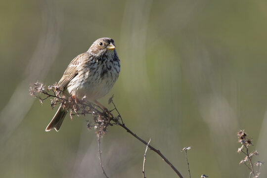 Corn Bunting perched on a dry plant - Emberiza calandra