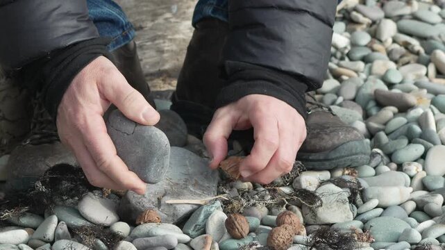 Walnut cracking stone person using a rock to crack walnuts on a pebble beach outdoors during a nature break