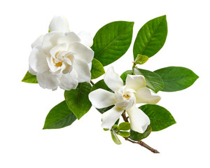 Naklejka premium Cape Jasmine Flowers, Gardenia jasminoides, isolated on transparent background, with clipping path