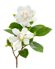 Naklejka premium Cape Jasmine Flowers, Gardenia jasminoides, isolated on transparent background, with clipping path