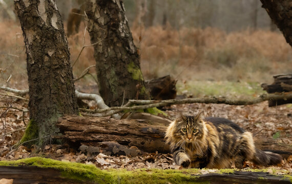 Walk with my cat in Epping Forest, London UK
