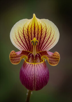 Stunning macro close-up of exotic Paphiopedilum lady slipper orchid showing intricate purple yellow veined petal details