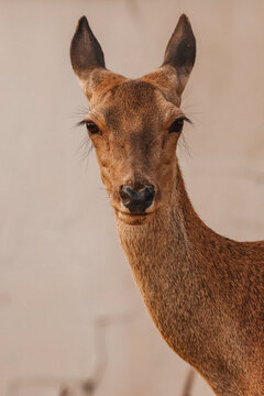 Cierva, venado, hembra, fauna, silvestre, retrato, frontal, cabeza, primer plano, mirada, directa, ojos, oscuros, pesta&ntilde;as, largas, orejas, grandes, erguidas, hocico, negro, pelaje, corto, marr&oacute;n