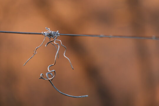 viticci in un vigneto in inverno al tramonto