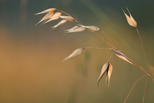 pianta di avena fatua in primavera al tramonto