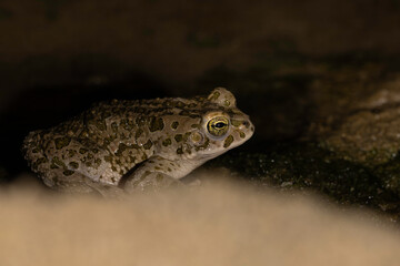 Obraz premium Side profile and skin texture of a Green Toad (Bufotes balearicus)