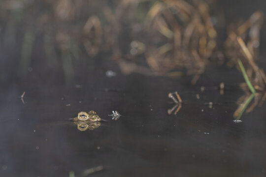 The watchful eyes: Italian Green Toad (Bufotes balearicus) peeking from water with reflection