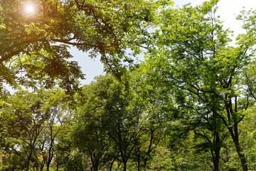 Fototapeta premium Sunlight through green tree leaves in park, natural outdoor background