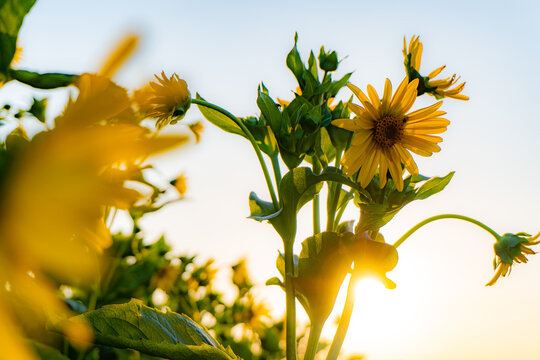 Gelbe Bl&uuml;ten im warmen Licht der Abendsonne