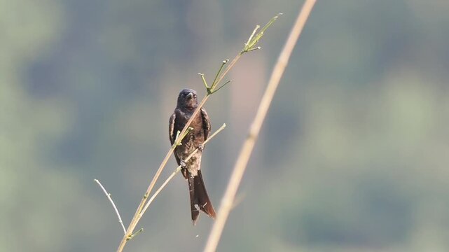 Black Drongo Perched Observing Then Flying From Branch