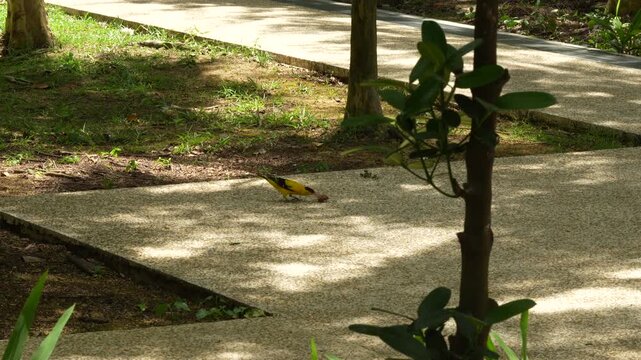 Black-Naped Oriole Foraging on Pathway in Batam, Indonesia, 4K
