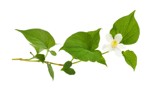Fish mint (Houttuynia cordata), Fish leaf with flower isolated on transparent background, with clipping path