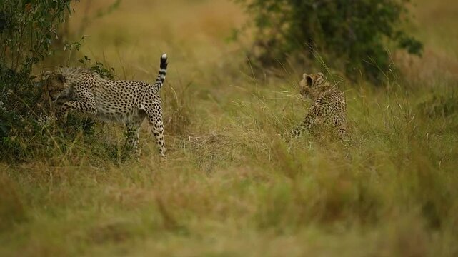 Pair of playful wild cheetahs running and wrestling in the green grass of the Maasai Mara, Kenya