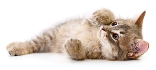Playful grey kitten lying on back authentic photography © Anatolii