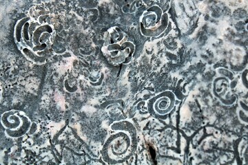 Sea snail fossils on the beach, Vantacici, Krk Island © piroskant