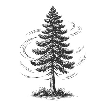 Lone pine tree with swirling wind effect in vintage engraving style vector illustration for winter nature themes and retro outdoor adventure branding