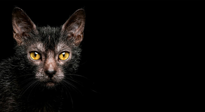 Dramatic portrait of a rare Lykoi werewolf cat with intense gold eyes on a solid black background, professional low-key studio lighting with large copy space for text