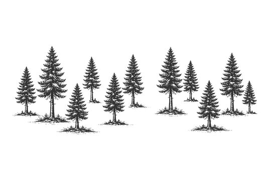 Sparse pine tree planting pattern in vintage scratchboard engraving style vector illustration for reforestation and forest conservation themes