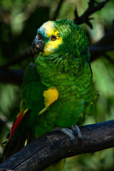 Obraz premium green and yellow macaw