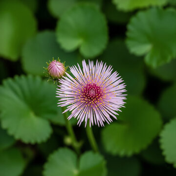 Delicate pink aster wildflower with radiating petals and yellow stamens blooming beside closed bud in green garden