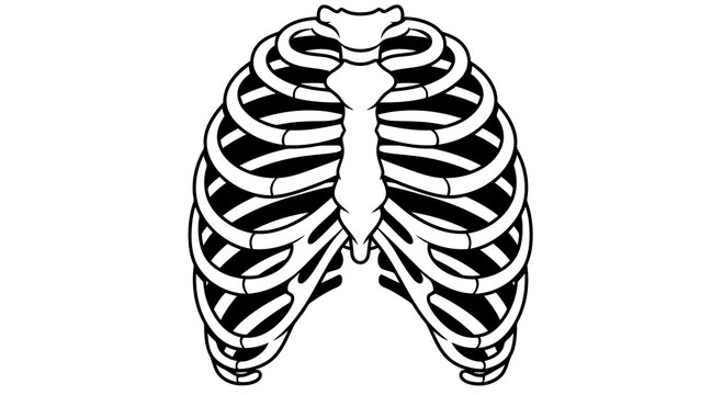 minimalist human ribcage skeleton illustration for halloween medical education