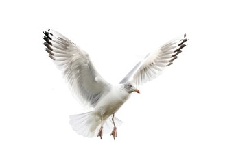 Obraz premium Seagull in flight, white background