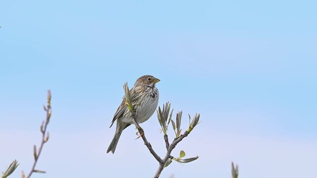 A Corn Bunting (Emberiza calandra) singing in the spring branches.