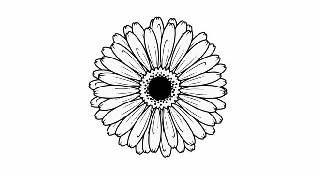 Black and white outline of a gerbera daisy flower with a dark center