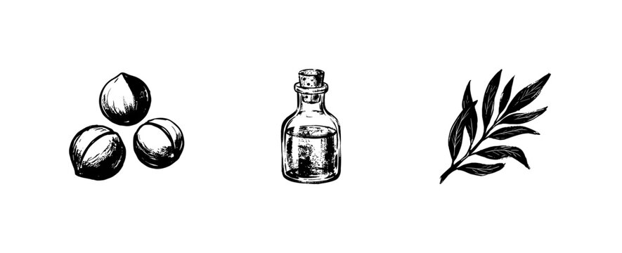 Macadamia Nut Oils and Botanical Ingredients with Fluid Engraving Style in Hand-Drawn Sketchy Style