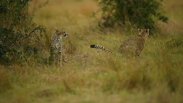 Pair of graceful cheetahs lounging in long grass and scanning the horizon during a sunny safari game drive