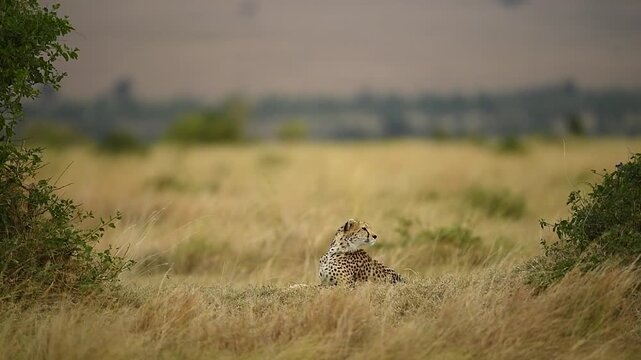 Wild cheetahs resting in the tall bush and looking alertly around the open plains of the Maasai Mara, Kenya