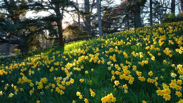 Yellow daffodils blooming on a grassy hillside under large trees. Field of Narcissus flowers in New York Botanical Garden during spring sunset with warm backlighting.