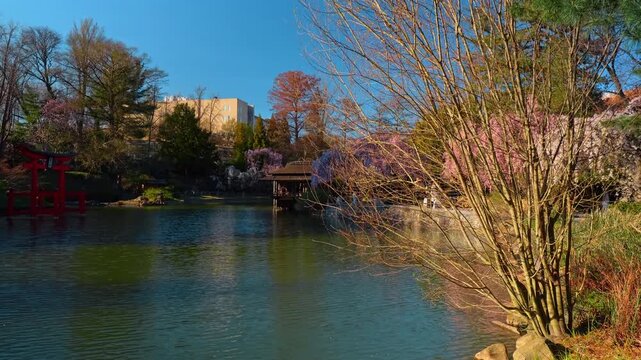 Japanese hill and pond garden viewed through tree branches. View of a pond, red torii gate and pavilion in a Japanese garden framed by foreground tree branches in spring.