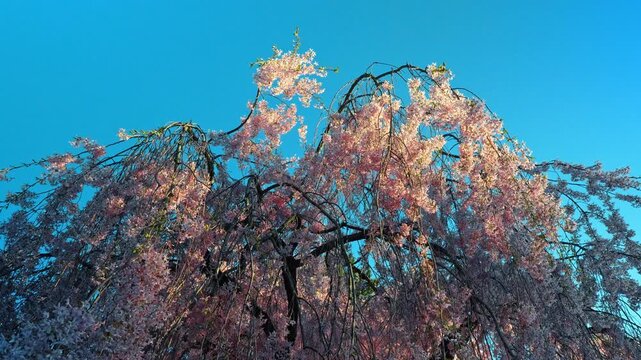 Top branches of weeping cherry tree under blue sky. Delicate pink cherry blossoms hanging from thin branches against clear sky.