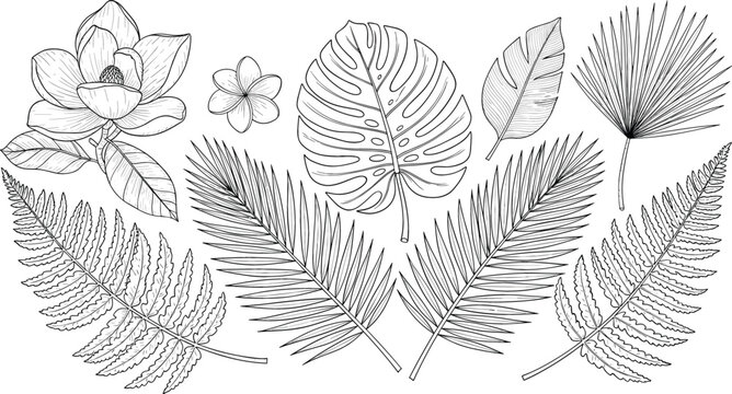 Tropical Leaf and Flower Collection Featuring Hand Drawn Sketches of Monstera Palm Fern and Magnolia Blossoms for Botanical Wedding Invitations and Summer Designs