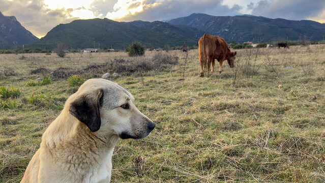 Alert guardian dog in grassy pasture with grazing cow and mountain landscape for rural farm and livestock scene.