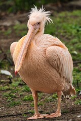 Portret pelikana z czubem © Pit75Wawa