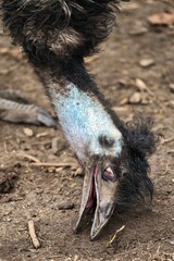 Portret emu próbującego podnieść coś z ziemi z półprzymkniętą powieką © Pit75Wawa