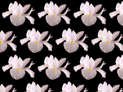 White iris flower pattern over black