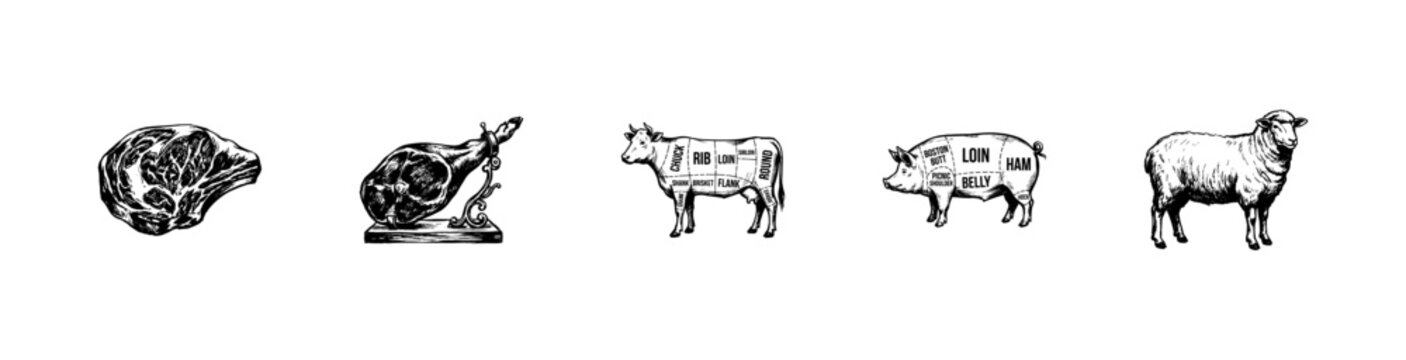 Meat Cuts and Livestock Butcher Guide with Hand-Drawn Inky Doodle and Vintage Sketchy Style