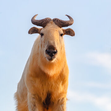 Portrait of endangered species Golden takin