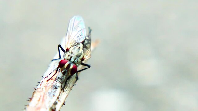 Extreme macro footage of a fly with prominent red compound eyes resting on a surface, symbolizing contamination, hygiene risk, and disease transmission.