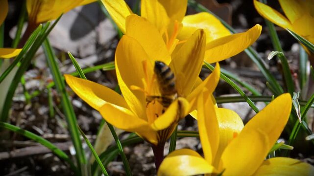 Spring flowering of early Crocus flavus, with honeybees (Apis mellifera) collecting nectar