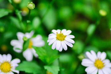Fototapeta premium daisy flower or Japan daisy or Bellis perennis or daisy flower or Gold Carpet or Gloden Fleece or Asteraceae or white flower or purple daisy