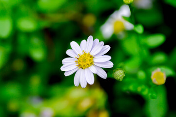 daisy flower or Japan daisy or Bellis perennis or daisy flower or Gold Carpet or Gloden Fleece or Asteraceae or white flower or purple daisy © jobrestful