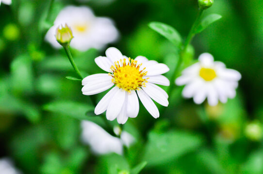 daisy flower or Japan daisy or Bellis perennis or daisy flower or Gold Carpet or Gloden Fleece or Asteraceae or white flower